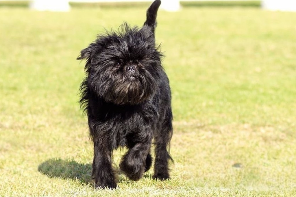 Black Affenpinscher with shaggy coat stands on green grass, alert and ready to move with blurred field and fence in background.
