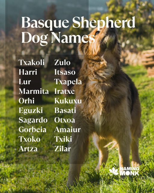 Ongi etorri! This beautiful Basque Shepherd Dog needs a name as strong as their mountain heritage. We're looking for Basque or Spanish names that fit this amazing breed. Drop your favorites below! 
We've gathered our favorite names inspired by the Basque language and region—The full list is available via the link in our bio!
#dognames #dognameideas #puppynames #newpuppy #dogsofinstagram #instadog #ᴅᴏɢʟᴏᴠᴇʀ #puppylover #basqueshepherddog #euskalartzaintxakurra #basquedog #herdingdog #spanishdog #rarebreed #puppygram #nameinspo #workingdog #shepherddog #dogcommunity #namemydog #namingmonk