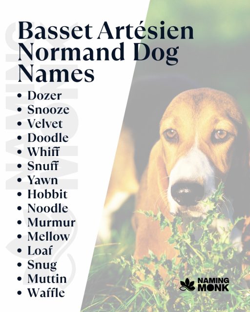 Those ears! Those wrinkles! Our little Basset is full of character. We need a name that fits their signature short stature, long ears, and generally goofy, laid-back look. Should we go cute or descriptive? 🤔
We've compiled all our favorite goofy and charming names—You can find the full list via the link in our bio!
#dognames #dognameideas #puppynames #newpuppy #dogsofinstagram #instadog #doglover🐶 #puppylovers #puppyloversofinstagram #bassetartesiennormand #bassetlove #frenchdog #huntingdog #shortlegs #rarebreed #puppygram #nameinspo #houndsofinstagram #dogcommunity #namemydog #frenchbasset #namingmonk