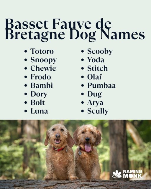 Meet little fawn-colored friend! The Basset Fauve de Bretagne is named for its beautiful, wheaten coat (fauve means 'fawn' or 'tawny'). We need a name that captures this dog's unique color and irresistible look! What are your favorite golden or earthy names? 💛
To see our shortlist of charming fawn-inspired names and cast your vote, click the link in our bio!
#dognames #dognameideas #puppynames #newpuppy #dogsofinstagram #instadog #doglover🐶 #puppylover #bassetfauvedebretagne #frenchdog #rarebreed #huntingdog #fauve #hounddog #puppygram #nameinspo #shortlegs #dogcommunity #namemydog #brittanydog #namingmonk