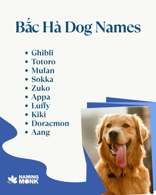 Meet one of Vietnam's Four Great National Dogs! Bắc Hà is an ancient and loyal breed from the mountainous Lào Cai province. Help us honor their noble heritage with a strong, Vietnamese-inspired name. What are your favorite suggestions? 
We've compiled a whole list of powerful, heritage-inspired names for you—Find the link right in our bio!
#dognames #dognameideas #puppynames #newpuppy #dogsofinstagram #instadog #doglover🐶 #puppylover #bachadog #vietnamesedog #nationaldogday🐶 #rarebreed #huntingdog #guarddog #spitzdog #puppygram #nameinspo #dogcommunity #namemydog #namingmonk