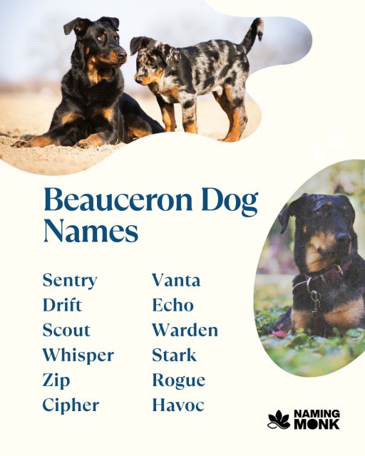Check out the "red stockings"! The Beauceron is famous for the tan markings on its legs, making it instantly recognizable. This striking appearance needs a bold, descriptive name. What name emphasizes their stunning looks? 🔥
Ready to dive into our complete list of striking and unique name ideas? Follow the link in our bio right now!
#dognames #dognameideas #puppynames #newpuppy #dogsofinstagram #instadog #doglover_s #puppylover #beauceron #bergerdebeauce #frenchshepherd #workingdog #herdingdog #guarddog #rarebreed #nameinspo #bigdog #dogcommunity #namemydog #frenchdog #namingmonk