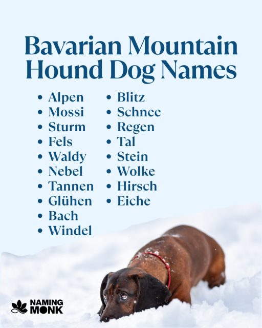 Built for the peaks and the pursuit! This Bavarian Mountain Hound has an incredible nose and excels at scent work on rough terrain. What name captures their mountain spirit and sharp tracking talent? Any adventurous or alpine names come to mind? 🏔️
Ready to dive into our complete list of adventurous, mountain-themed name ideas? Follow the link in our bio right now!
#dognames #dognameideas #puppynames #newpuppy #dogsofinstagram #instadog #doglover🐶 #puppylover #bavarianmountainhound #bayerischergebirgsschweisshund #germandog #huntingdog #trackingdog #hounddog #rarebreed #mountaindog #nameinspo #dogcommunity #namemydog #namingmonk