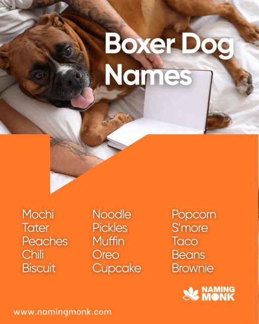 Built for action and endless play! Boxer breed is famous for athletic prowess and high energy levels. Perfect name should match a fast-paced lifestyle and powerful build. What are some top-tier names for a sporty companion? ⚡

To browse our full collection of high-energy name ideas, click the link in our bio!

#dognames #dognameideas #puppynames #newpuppy #dogsoﬁnstagram #instadog #doglover🐶 #puppylovers #boxerdog #boxerpuppy #boxergram #boxerlife #workingdog #athleticdog #nameinspo #dogcommunity #namemydog #puppylife #boxersofinstagramboxersofig #dogcare #namingmonk