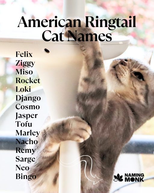 Looking like a miniature jungle cat! American Ringtail resembles a lemur thanks to a stunning curled tail and athletic build. Name should reflect a wild and adventurous spirit. Any nature-inspired suggestions for a forest-loving feline? 🌿

Ready to explore wild and adventurous name ideas? Follow the link in our bio right now!

#catnames #catnameideas #kittennames #newkitten #catsoﬁnstagram #instacat_meows #catloversworld #kittenlove #americanringtail #ringtailcat #rarecatbreed #uniquecat #catlıfe #nameinspo #catcommunity #namemycat #kittengram #catphotography #petnames #catlady #namingmonk