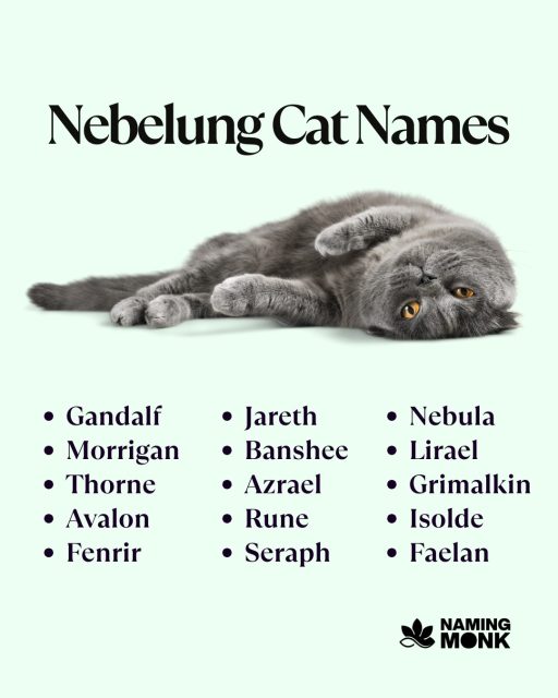 Picking a name for a rare and beautiful Nebelung! Since breed is so unique and majestic, name must be extraordinary. Share top suggestion in the comments—reading all of them! 👇

Cast a vote for your favorite name choice at the link in our bio!

#catnames #catnameideas #kittennames #newkitten #catsoﬁnstagram #instacat_meows #catloversworld #kittenlove #nebelung #nebelungcat #rarecatbreed #bluecat #greycat #longhaircat #nameinspo #catcommunity #namemycat #kittengram #petnames #silvercat #namingmonk