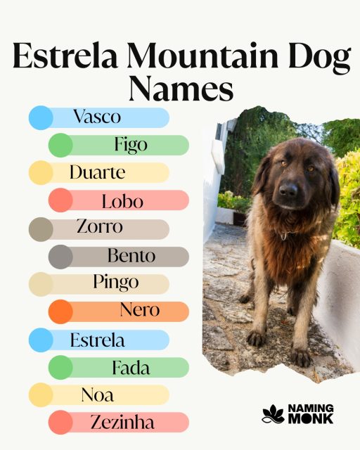 Born to protect! Estrela Mountain Dog possesses a fearless heart and a watchful eye. Perfect name should honor such a dedicated and protective nature. What strong, commanding names fit a loyal guardian best? 🛡️

Ready to find a powerful name for your protector? Follow the link in our bio right now!

 
#dognames #dognameideas #puppynames #newpuppy #dogsoﬁnstagram #instadog #ᴅᴏɢʟᴏᴠᴇʀ #puppylovers #estrelamountaindog #mountaindog #portuguesedog #serradaestrela #livestockguardiandog #lgd #rarebreed #workingdog #giantbreed #nameinspo #dogcommunity #namemydog #namingmonk