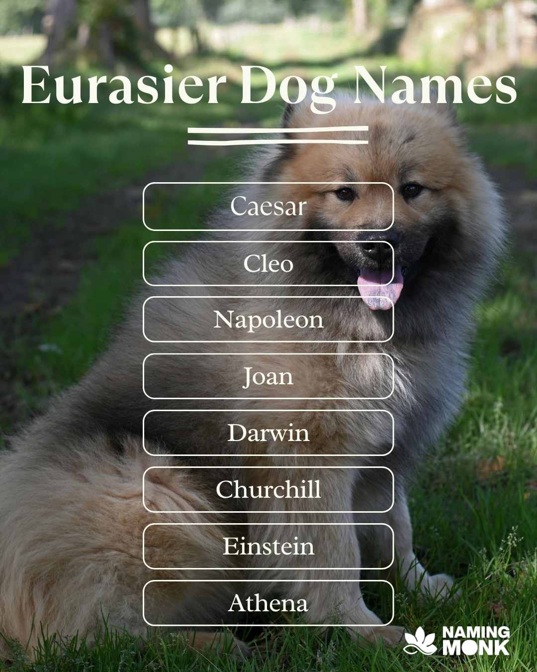 Originating in Germany, Eurasier is a beautiful blend of Wolfspitz, Samoyed, and Chow Chow! Name should reflect noble heritage and versatile nature. What German-inspired names do you suggest for a new best friend?

To see our shortlist of classic German-inspired names, click the link in our bio!

#dognames #dognameideas #puppynames #newpuppy #dogsoﬁnstagram #instadog #doglover_s #puppylovers #eurasier #eurasiersofinstagram #spitzdog #germandog #rarebreed #familydog #puppygram #nameinspo #dogcommunity #namemydog #fluffydog #wolfdog #namingmonk