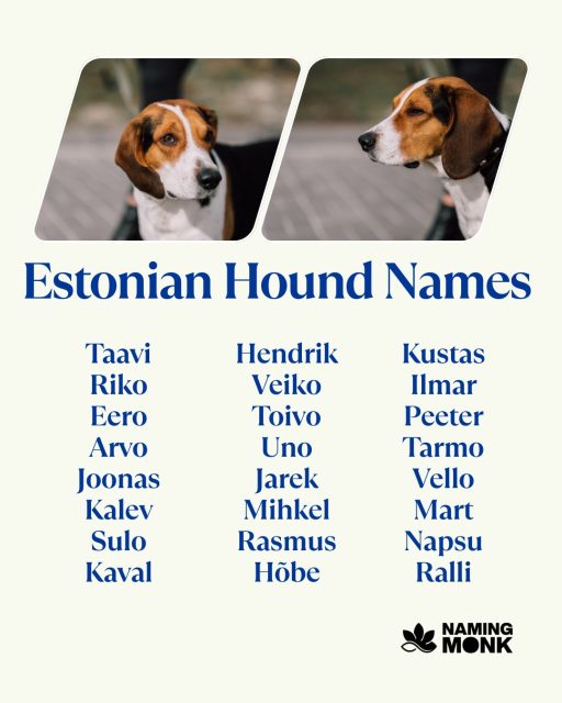 Rare breed. Big personality. Legendary name. 🐕🌲
🔗 Full name list — link in bio.
What's YOUR Estonian Hound named?

#estonianhound #estonianhounddog #dognames #puppynames #rarebreeds 
#hounddog #houndbreeds #dognamingideas #newpuppy #dogloversofinstagram 
#scenthound #uniquedogsofinstagram #dogmom #dogdad #petnaming 
#estoniandogs #nordicdogs #dogbreeds #bestdognames #adoptdontshop 
#dogoftheday #instadog #dogcommunity #puppylovers #furbaby #namingmonk