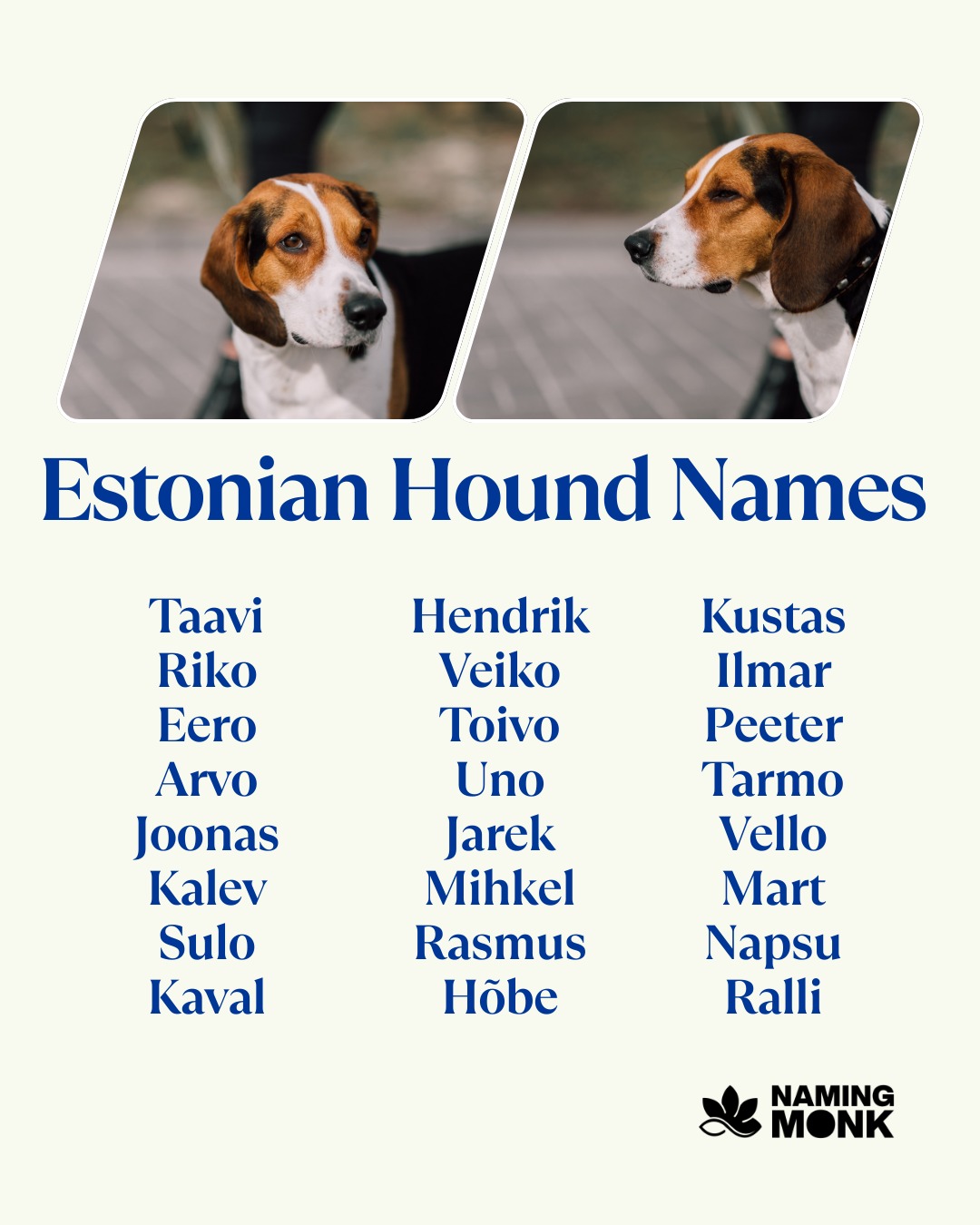 Rare breed. Big personality. Legendary name. 🐕🌲
🔗 Full name list — link in bio.
What's YOUR Estonian Hound named?

#estonianhound #estonianhounddog #dognames #puppynames #rarebreeds 
#hounddog #houndbreeds #dognamingideas #newpuppy #dogloversofinstagram 
#scenthound #uniquedogsofinstagram #dogmom #dogdad #petnaming 
#estoniandogs #nordicdogs #dogbreeds #bestdognames #adoptdontshop 
#dogoftheday #instadog #dogcommunity #puppylovers #furbaby #namingmonk