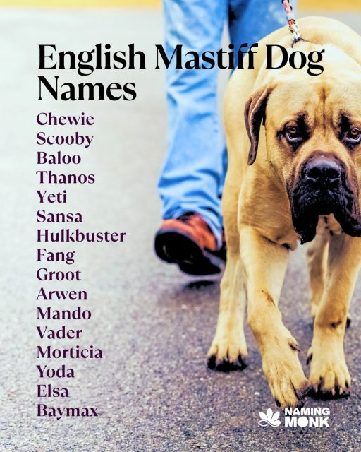 🌿 Few dogs command a room like the English Mastiff. Ancient, noble, and endlessly devoted — these gentle giants have been loyal companions to kings and warriors for centuries. 👑🐾
They deserve a name that carries that same weight and grandeur. From regal picks like Caesar, Empress, and Maximus to gentle favorites like Biscuit, Rosie, and Bear — the perfect name is waiting. 🐶❤️

🔗 We've rounded up 100+ English Mastiff name ideas for your new gentle giant — link in bio to find the perfect fit!
Tag a Mastiff lover who needs this! 

#englishmastiff #mastiffdog #gentlegiant #dognames #puppynames 
#mastifflovers #bigdogs #mastifflife #dognamingideas #newpuppy 
#dogloversofinstagram #dogmom #dogdad #petnaming #giantdogbreeds 
#mastiffpuppy #bigdogenergy #dogbreeds #bestdognames #royaldogs 
#dogoftheday #instadog #dogcommunity #puppylove🐶 #furbabylove