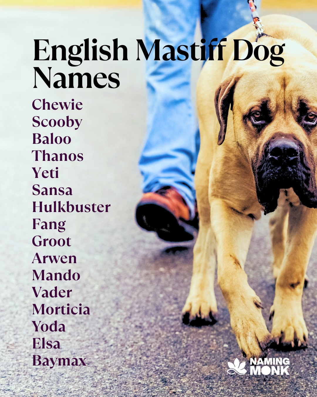 🌿 Few dogs command a room like the English Mastiff. Ancient, noble, and endlessly devoted — these gentle giants have been loyal companions to kings and warriors for centuries. 👑🐾
They deserve a name that carries that same weight and grandeur. From regal picks like Caesar, Empress, and Maximus to gentle favorites like Biscuit, Rosie, and Bear — the perfect name is waiting. 🐶❤️

🔗 We've rounded up 100+ English Mastiff name ideas for your new gentle giant — link in bio to find the perfect fit!
Tag a Mastiff lover who needs this! 

#englishmastiff #mastiffdog #gentlegiant #dognames #puppynames 
#mastifflovers #bigdogs #mastifflife #dognamingideas #newpuppy 
#dogloversofinstagram #dogmom #dogdad #petnaming #giantdogbreeds 
#mastiffpuppy #bigdogenergy #dogbreeds #bestdognames #royaldogs 
#dogoftheday #instadog #dogcommunity #puppylove🐶 #furbabylove