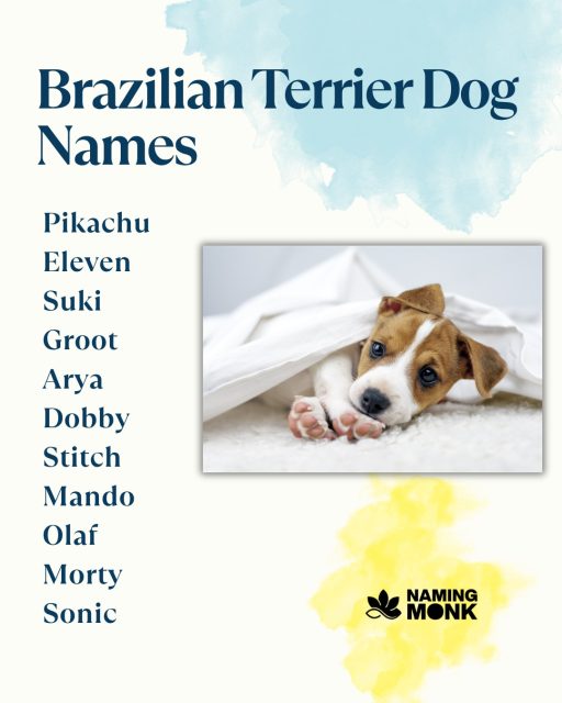 The most popular Brazilian Terrier names right now? 👀🐾
You won't guess number one.
🔗 Full list — link in bio.

#brazilianterrier #brazilianterrierdog #BrazilianTerrierNames
#dognames #puppynames #rarebreeds #terrierlovers #terrierlife 
#dognamingideas #newpuppy #dogloversofinstagram #dogmom #dogdad 
#petnaming #braziliandog #smalldogs #dogbreeds #bestdognames 
#dogofthedayjp #instadog #dogcommunity #puppylovers #furbabylove 
#uniquedogsofinstagram #terrierofinstagram #namingmonk