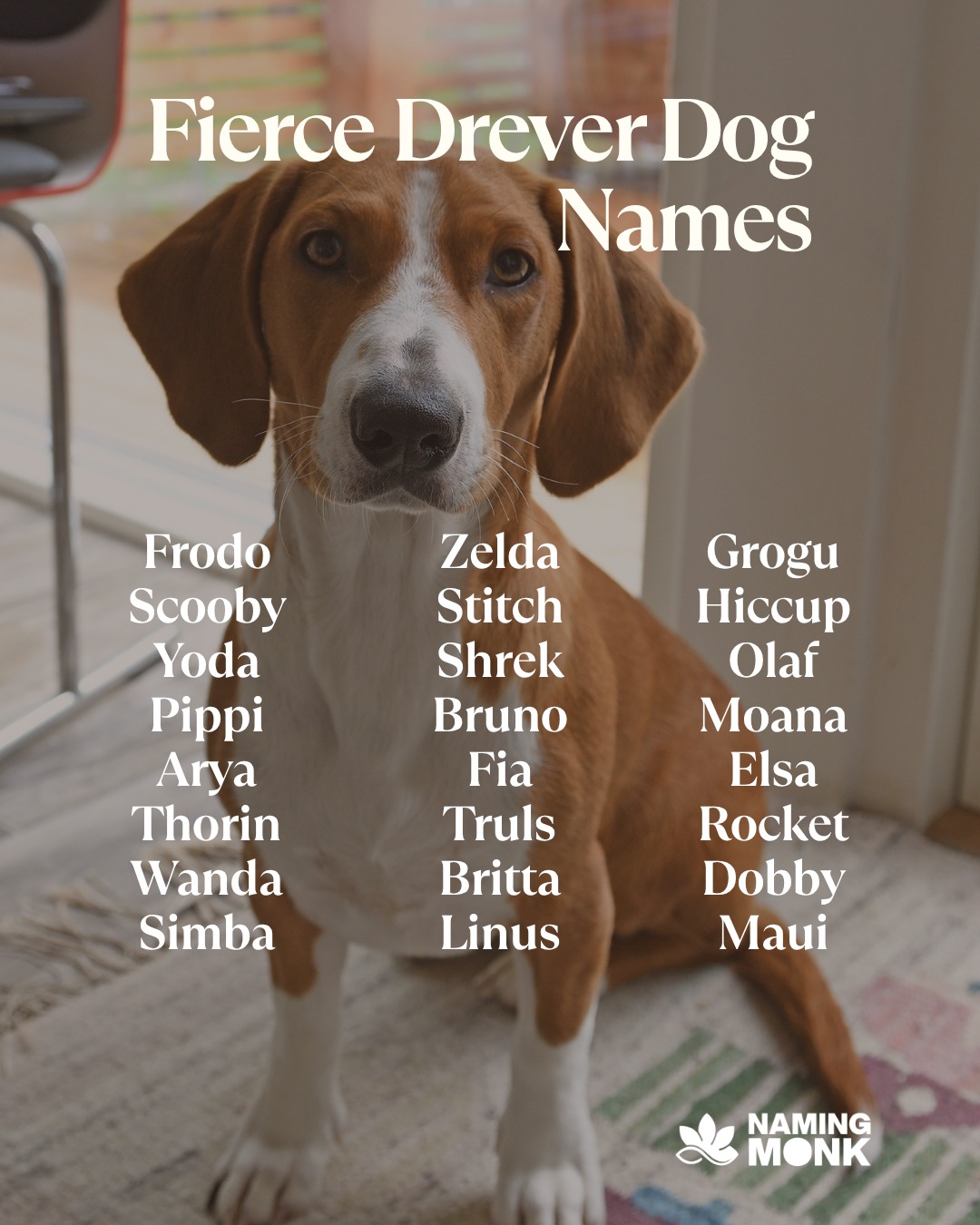 🌿 Small in stature. Massive in courage. The Drever is Sweden's best-kept secret — a tireless, determined hunting hound with a heart bigger than the forests they roam. 🐾❤️🌲
A fierce Drever deserves a fierce name. From bold Nordic picks like Sigrid, Bjorn, and Ragna to powerful nature names like Storm, Ember, and Flint — the right name captures everything they are. 🔥🐕
🔗 We've curated 100+ fierce Drever name ideas — link in bio to find the perfect match for your fearless pup!
Tag a Drever lover who needs this! 🏷️

#drever #dreverdog #FierceDogNames #dognames #puppynames 
#swedishdogs #scenthound #huntingdogs #rarebreeds #hounddog 
#dognamingideas #fiercepuppy #newpuppy #dogloversofinstagram 
#dogmom #dogdad #petnaming #nordicdogs 
#dogbreeds #bestdognames #smallbutfierce #dogoftheday 
#instadog #dogcommunity #namingmonk