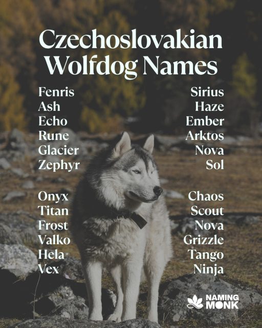 🐾 Naming your Czechoslovakian Wolfdog? Here are some wild & powerful picks to inspire you:
🐺 Fenrir — the mythical wolf god
🌙 Luna — for the moonchild spirit
⚡ Volk — wolf in Slavic tongue
🗡️ Artemis — goddess of the hunt
🌲 Shadow — for the silent stalker
🔥 Ember — wild fire in wolf's clothing
❄️ Frost — cool, calm & untameable
🌟 Lycan — for the wolf within

👉 Want 100+ more wild name ideas? Link in bio!

Which one fits your Wolfdog? Comment below! 👇😄

#czechoslovakianwolfdog #czechwolfdog #wolfdog #dognames 
#puppynames #wolfdogcommunity #wolflike #rarebreeds #exoticdogs 
#dognamingideas #newpuppy #dogloversofinstagram #dogmom #dogdad 
#petnaming #mythicaldognames #wilddogs #dogbreeds #bestdognames 
#wolflovers #slavicdogs #dogoftheday #instadog #dogcommunity 
#puppylovers