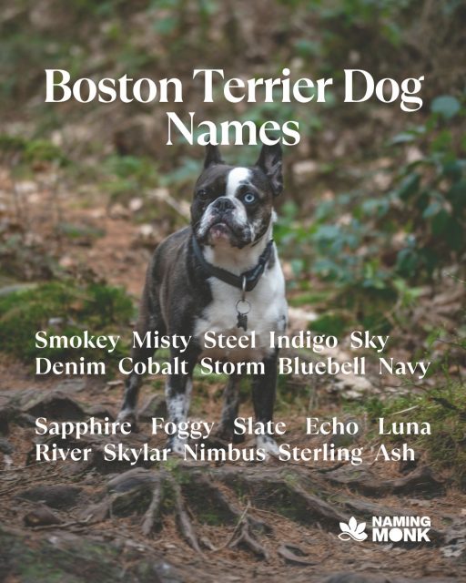 Nobody talks about how hard naming a Boston Terrier is. 😭🐕
We made it easy.
🔗 Link in bio — you're welcome. 😏

#bostonterrierlife #bostonterriernames #dognames #puppynames 
#bostonterrierlovers #bostonterrierlife #americangentleman 
#dognamingideas #newpuppy #dogloversofinstagram #dogmom #dogdad 
#petnaming #smalldogs #dapperdog #dogbreeds #bestdognames 
#tuxedodog #bostonterrierpuppy #cutedognames #dogoftheday 
#instadog #dogcommunity #puppylovers #furbabylove #namingmonk