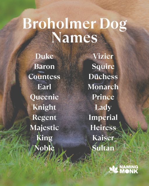🌿 Few dogs carry presence like the Broholmer. Massive, calm, and deeply loyal — this Danish giant is the perfect mix of power and gentleness. 👑🐾
That kind of noble spirit deserves a name with strength and elegance. From regal picks like Odin, Titan, and Kaiser to softer favorites like Moose, Daisy, and Bear — the perfect name is waiting. 🐶❤️

🔗 We’ve rounded up 100+ Broholmer name ideas for your gentle giant — link in bio to find the perfect fit!

#broholmer #broholmerdog #gentlegiant #dognames #puppynames
#giantdogbreed #bigdogs #dogloversofinstagram💕🐾💕💕💕 #newpuppy #dognameideas
#dogsoﬁnstagram #instadog #dogcommunity #petnaming #royaldogs
#broholmerpuppy #bigdogenergy #dogbreeds #bestdognames #furbabylove 
#gentledog #puppylove #mastifftype #danishdog #doglifestyle