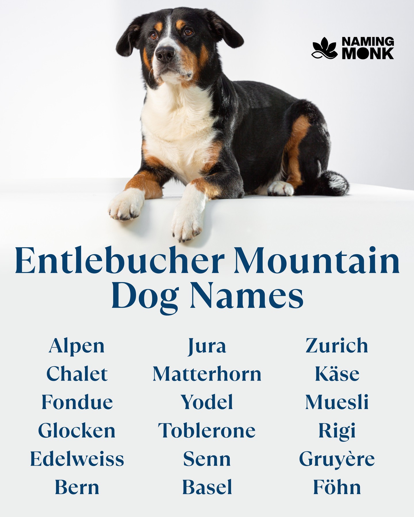 🌿 Few dogs feel as effortlessly Swiss as the Entlebucher Mountain Dog. Compact, agile, and full of loyal energy — this tricolored alpine worker is as sharp as it is charming. 🐾🇨🇭 
They deserve a name with strength, style, and a little mountain spirit. From bold picks like Atlas, Odin, and Ranger to sweet favorites like Luna, Daisy, and Bear — the perfect name is waiting. 🐶❤️

🔗 We’ve rounded up 100+ Entlebucher Mountain Dog name ideas for your new mountain companion — link in bio to find the perfect fit! 
Tag an Entlebucher lover who needs this!

#entlebucher #entlebuchermountaindog #sennenhund #swissdog #dognames 
#puppynames #gentlegiant #dognamesideas #dogloverstagram🐾❤️ #newpuppy 
#dogsoﬁnstagram #instadog #dogcommunity #petnaming #swissmountaindog 
#entlebucherpuppy #workingdog #dogbreeder #bestdognames #furbabylove 
#mountaindog #puppylovers #doglifestyle #alpinedog #dogsofworld #namingmonk