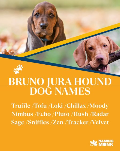 Bruno — a Jura hound with a nose for adventure. 🐾

Tap the link in bio for more.👇👇👇👇

#brunojurahound #juralaufhund #swisshound #scenthounds #houndlife #dogsoﬁnstagram #instadog #ᴅᴏɢsᴛᴀɢʀᴀᴍ #adventurepup #rarebreed