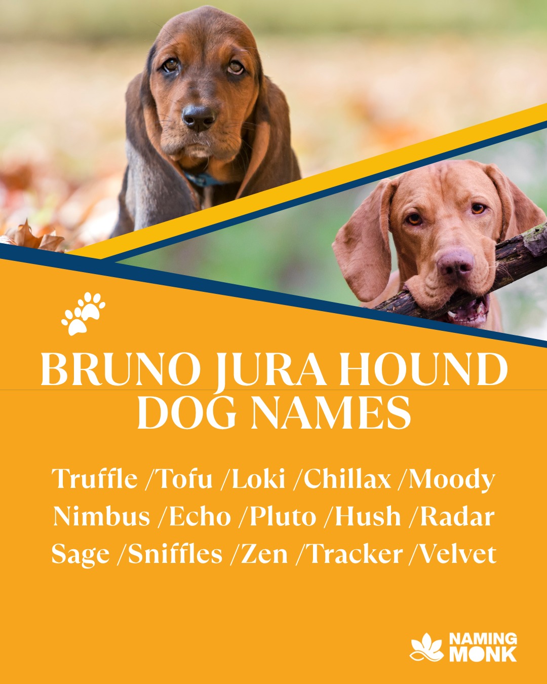 Bruno — a Jura hound with a nose for adventure. 🐾

Tap the link in bio for more.👇👇👇👇

#brunojurahound #juralaufhund #swisshound #scenthounds #houndlife #dogsoﬁnstagram #instadog #ᴅᴏɢsᴛᴀɢʀᴀᴍ #adventurepup #rarebreed