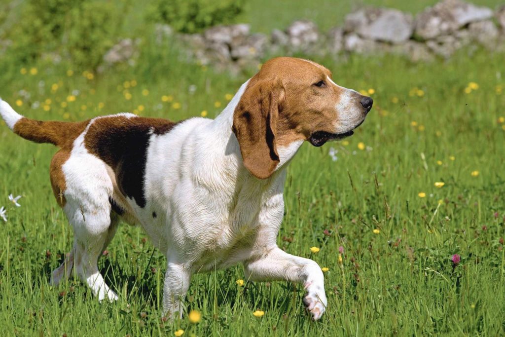 Artois Hound dog strides through grassy field with wildflowers and stone walls under bright, sunny light
