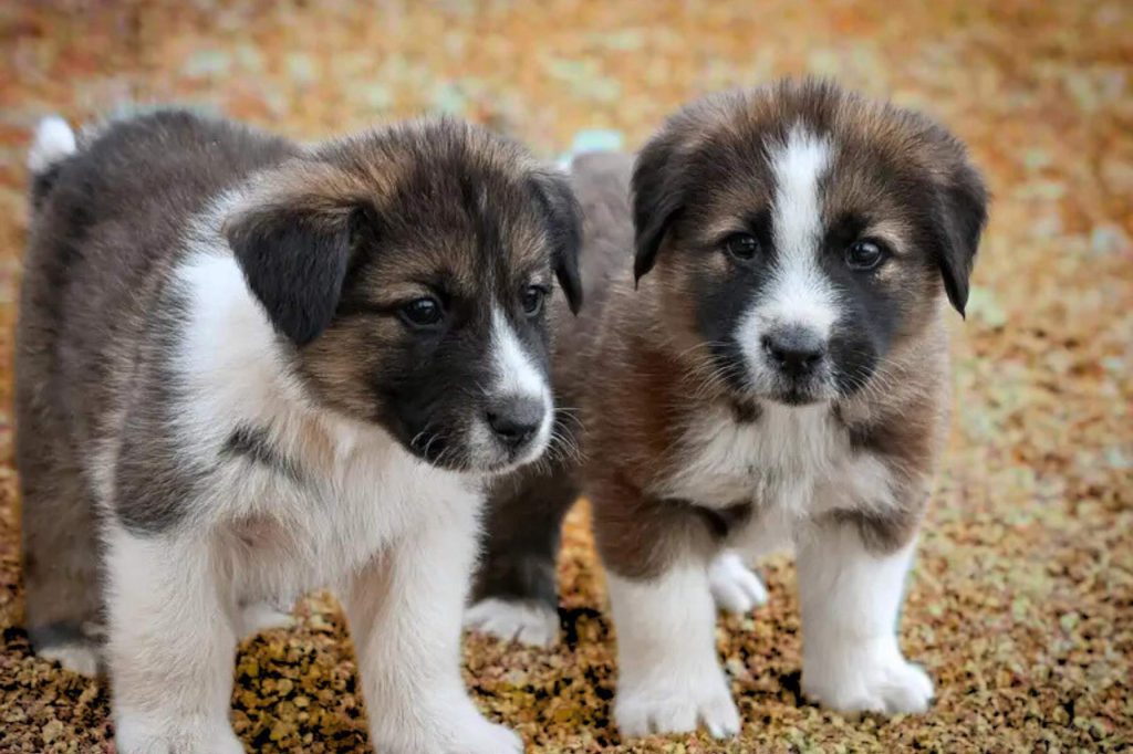 Two fluffy Aidi Dog puppies with brown and white fur standing on a tan granular surface

