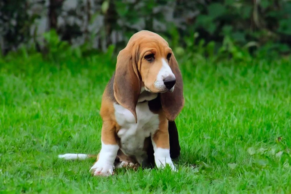 Light brown and white Basset Artésien Normand puppy sits on bright green grass, floppy ears out, gazing left into the distance outdoors