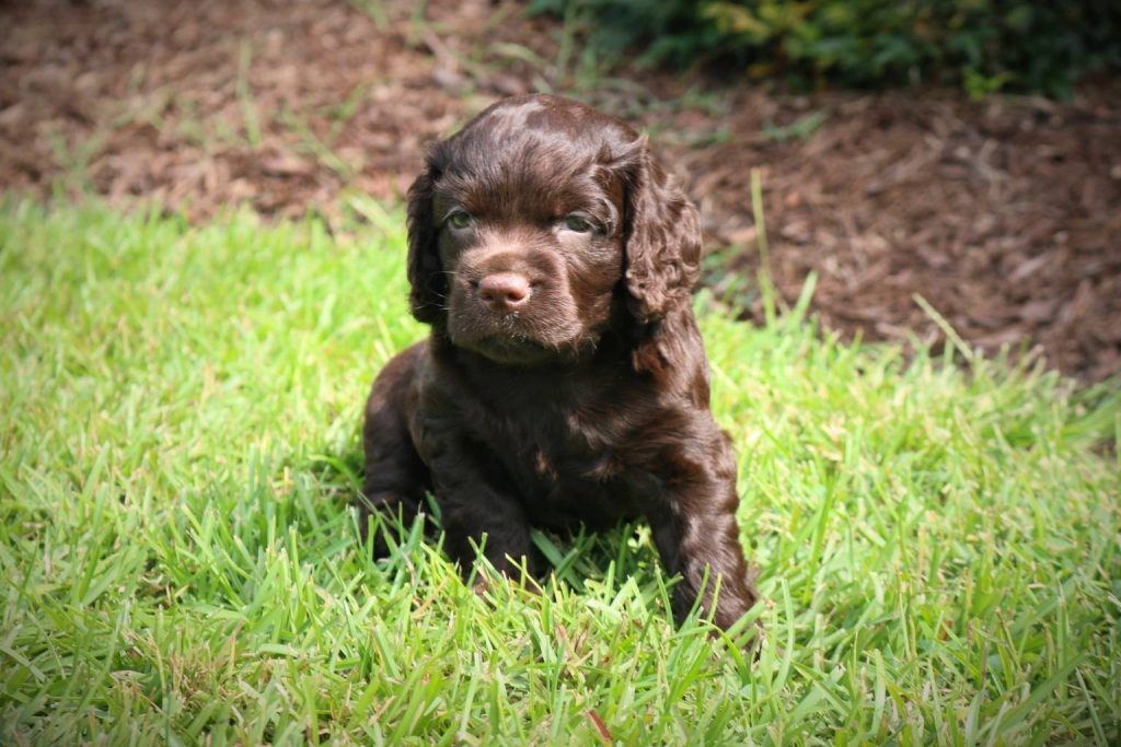 Boykin Spaniel puppy with soft dark brown fur sits in bright green grass, surrounded by mulch and natural outdoor light