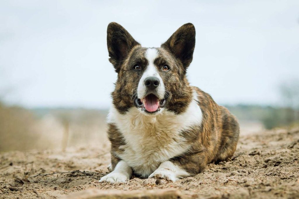 Close-up of a happy brindle Cardigan Welsh Corgi with white markings, lying down on dirt and looking directly forward.