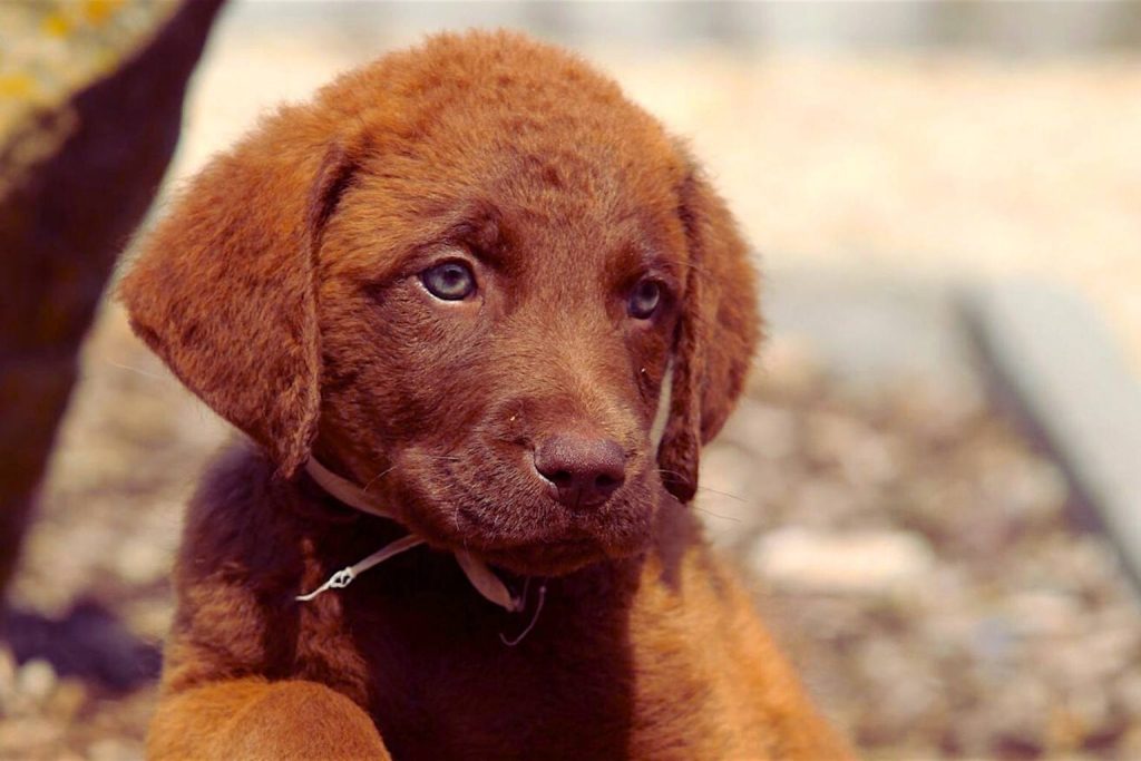 Charming brown puppy, a young Chesapeake Bay Retriever, with blue eyes and a white collar in warm, natural light.