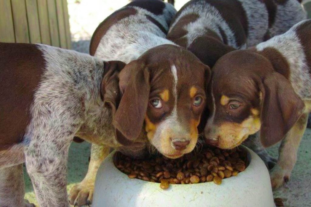 A group of young Ca Mè Mallorquí Dog puppies eagerly feeding from a large bowl outdoors near a wooden fence.