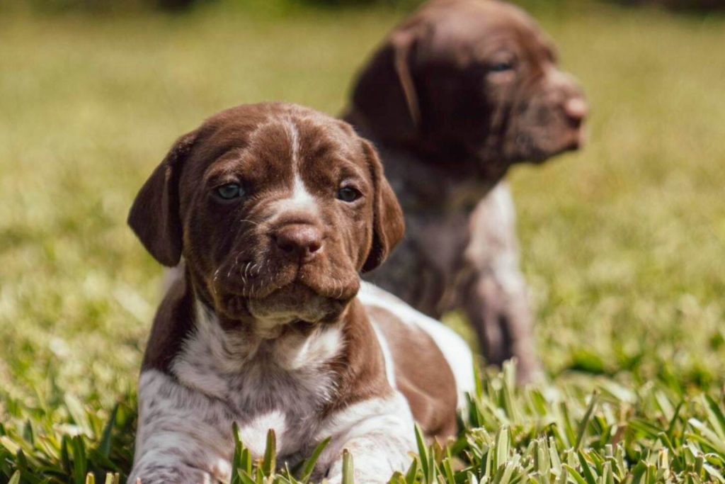 Two Ca Mè Mallorquí Dog puppies with brown and white coats relaxing in the bright, sunny, green grass.