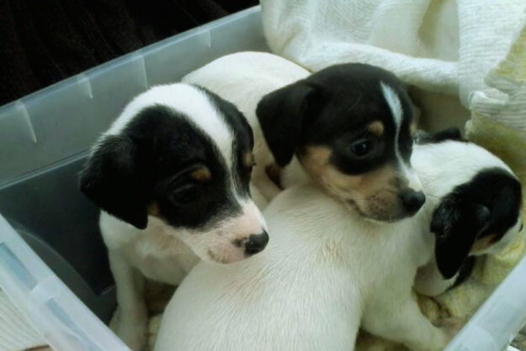 Three Chilean Terrier puppies with white fur and black head markings nestled together on white blanket.