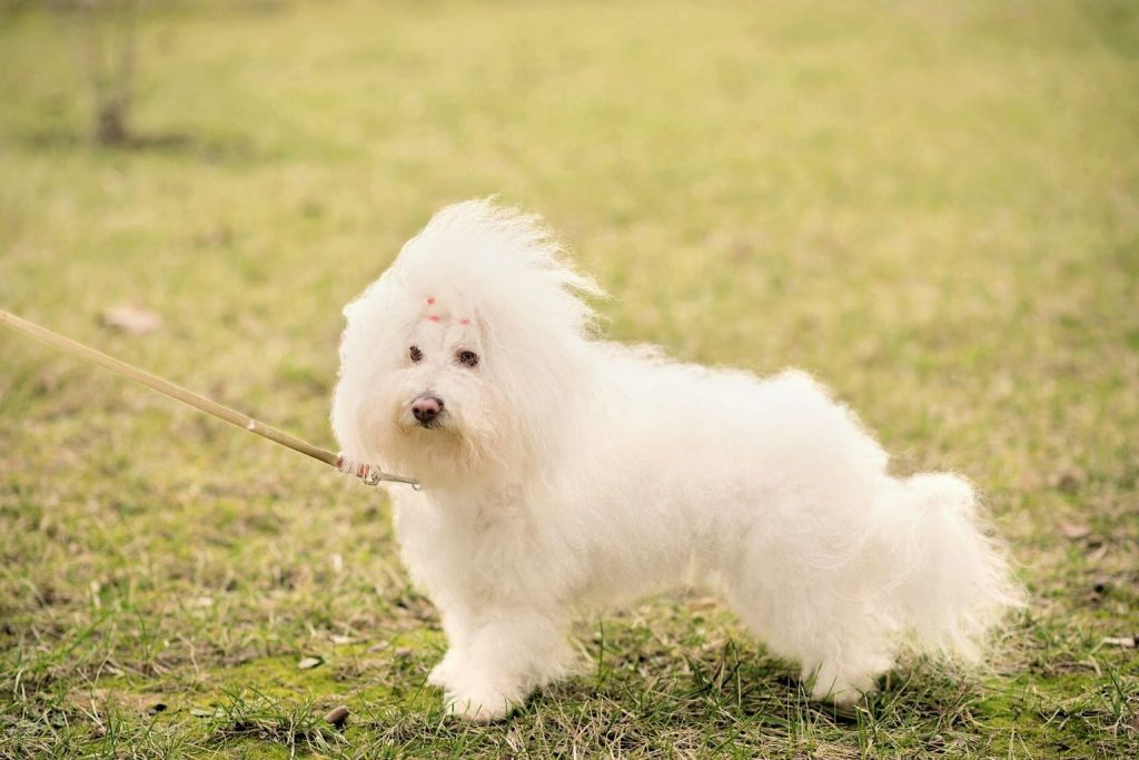 Fluffy white Bolognese Dog with thick wavy coat stands on grassy field, leash attached, under sunny outdoor light