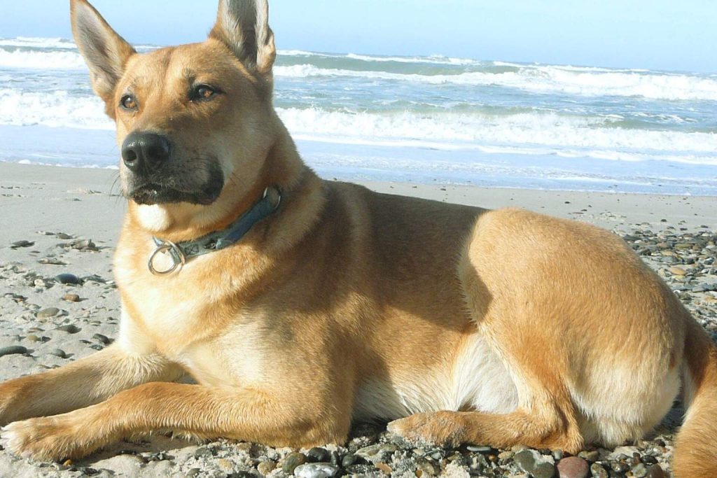 Alert light tan Carolina Dog with a dark collar, lying on a sandy beach with white-capped ocean waves in the distance.