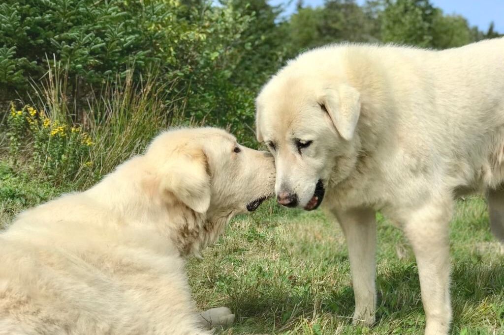 Two Akbash Dogs interact affectionately in a grassy field with wildflowers and trees in the background.

