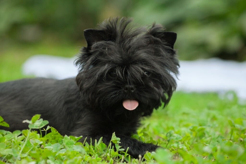 Affenpinscher dog with shaggy black fur lies on green grass, tongue out slightly, with a soft blurred green and white background

