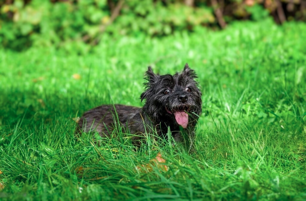Affenpinscher lying in green grass, mouth open with visible tongue, dark coat, lush foliage blurred in background

