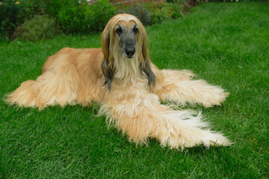 Light tan Afghan Hound with fluffy coat resting on green grass, head turned calmly toward camera with bushes and brick wall in background