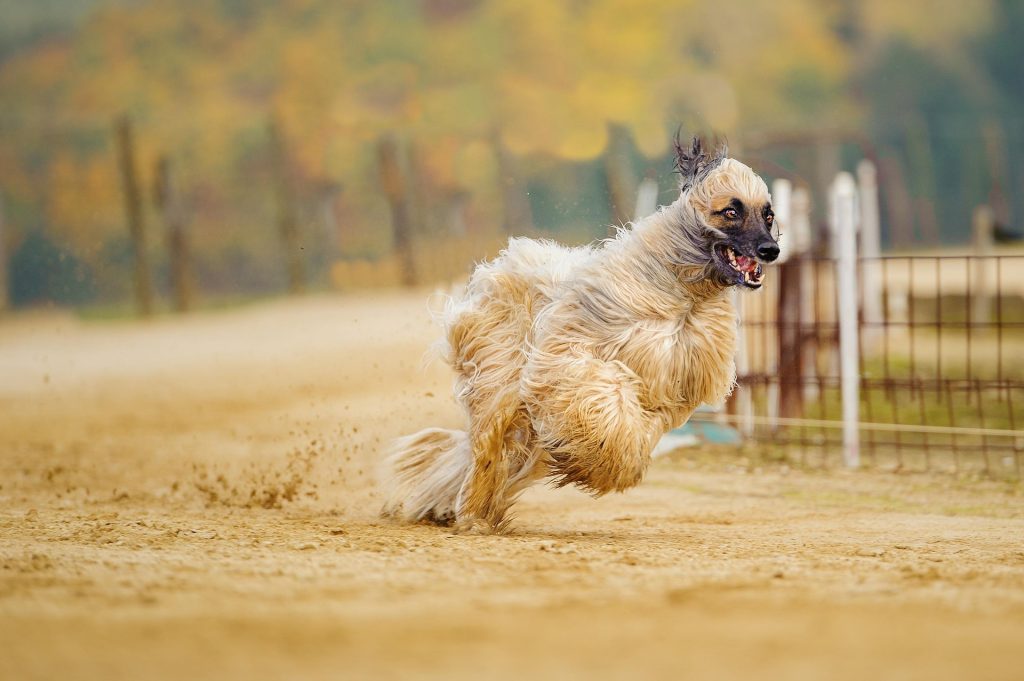 Afghan Hound with flowing coat sprinting on sandy track, dust rising around its feet, fence and autumn colors in background