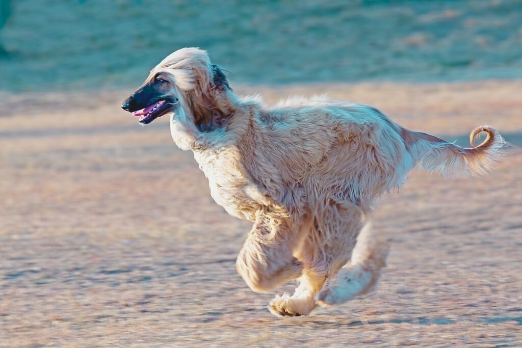 Light beige Afghan Hound with flowing coat running across sandy field, tail curled and fur billowing in motion