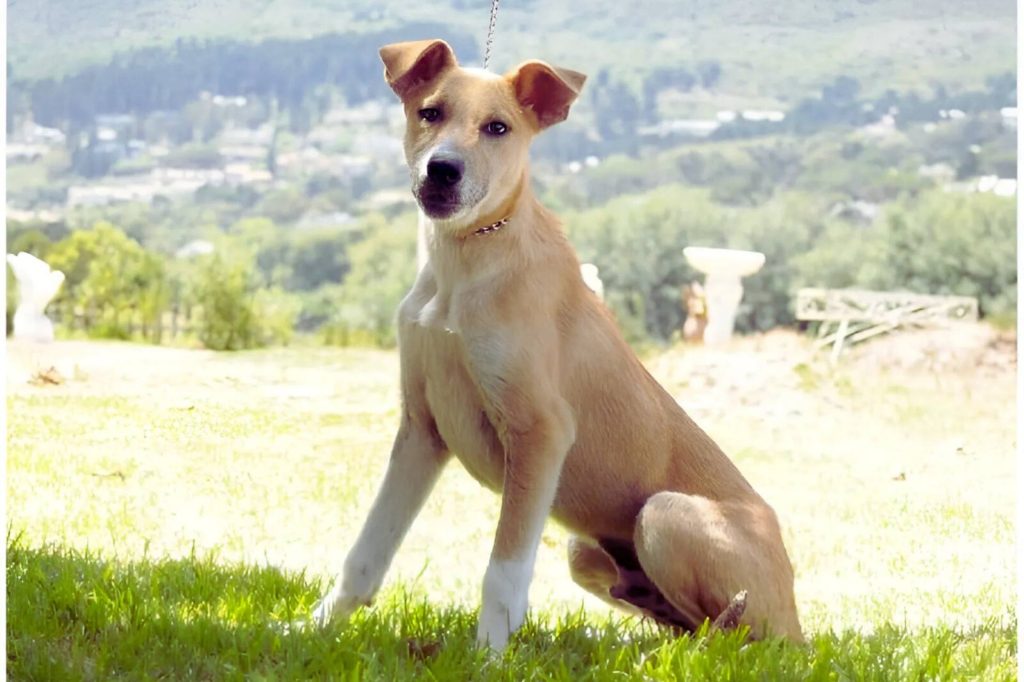Africanis dog sitting in grassy field on a sunny day with pricked ears and collar

