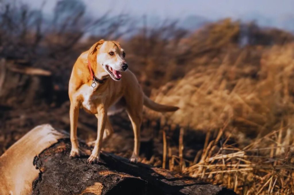 Africanis dog with white chest stands on charred log in dry, burnt field

