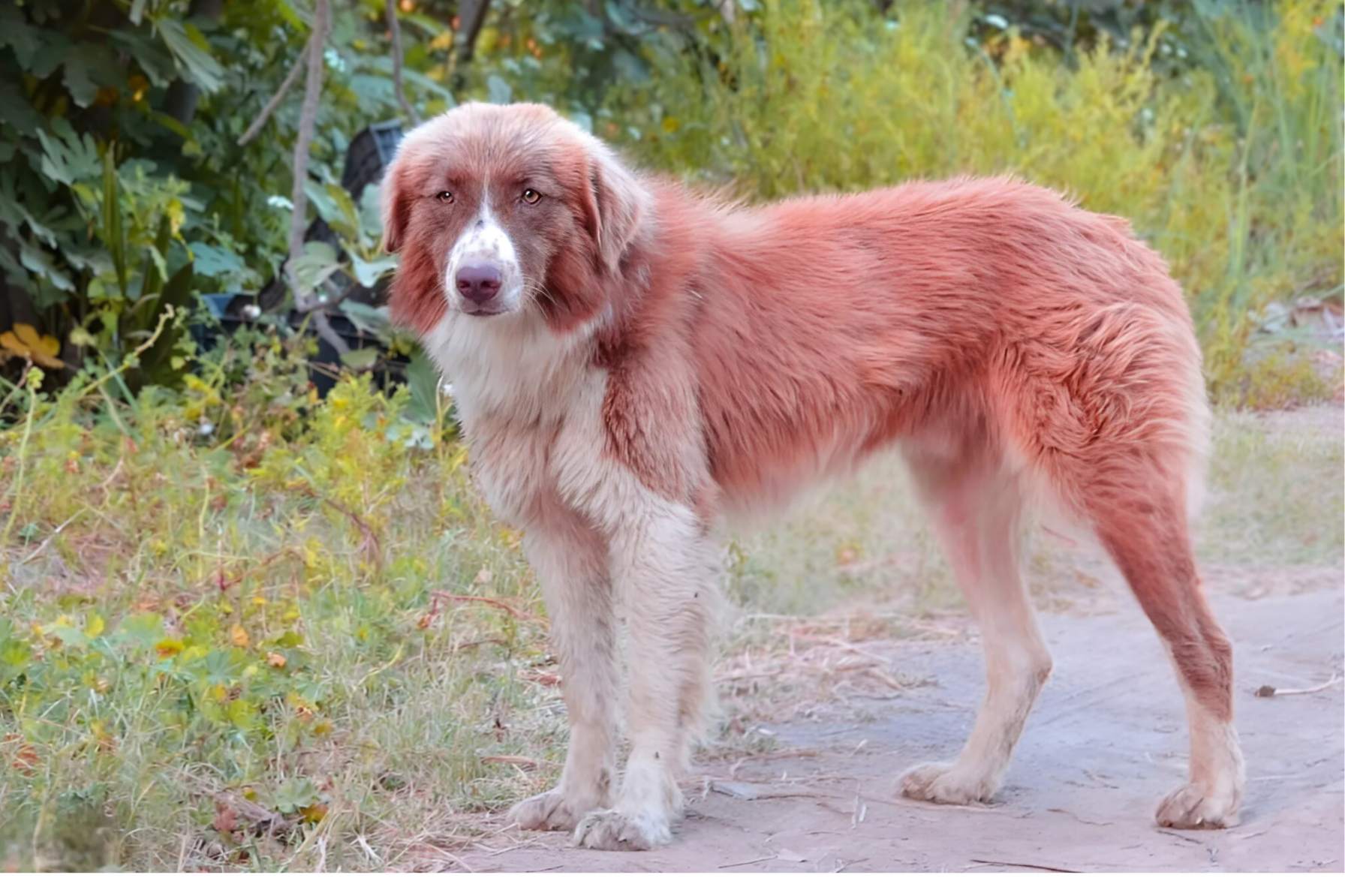 Reddish-brown Aidi Dog with white patches stands alert on a dirt path