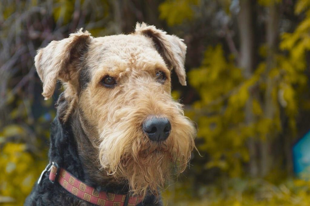 Close-up of an Airedale Terrier dog with textured tan-brown coat and alert gaze