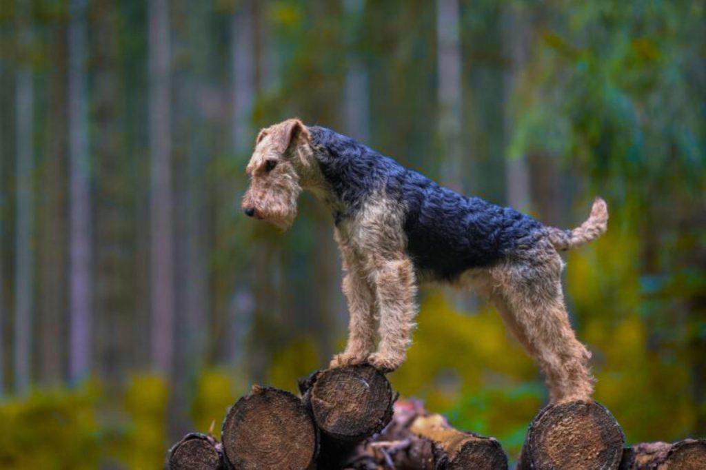 Airedale Terrier dog standing on stacked logs in a forest with a textured coat

