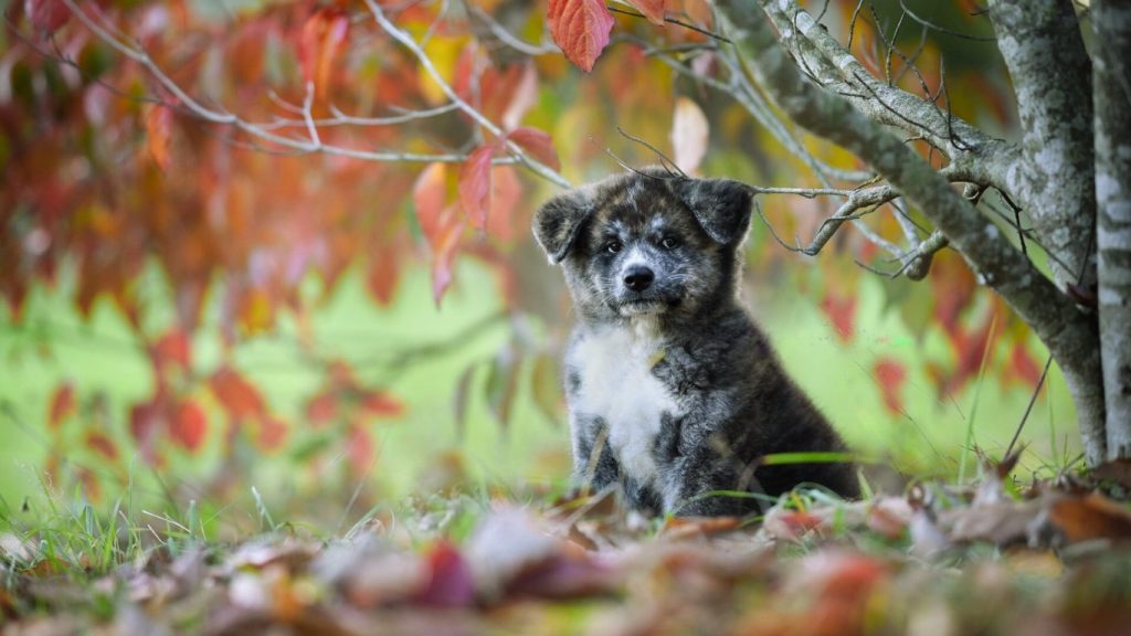 Akita dog puppy sitting among colorful autumn leaves with alert ears and calm expression.

