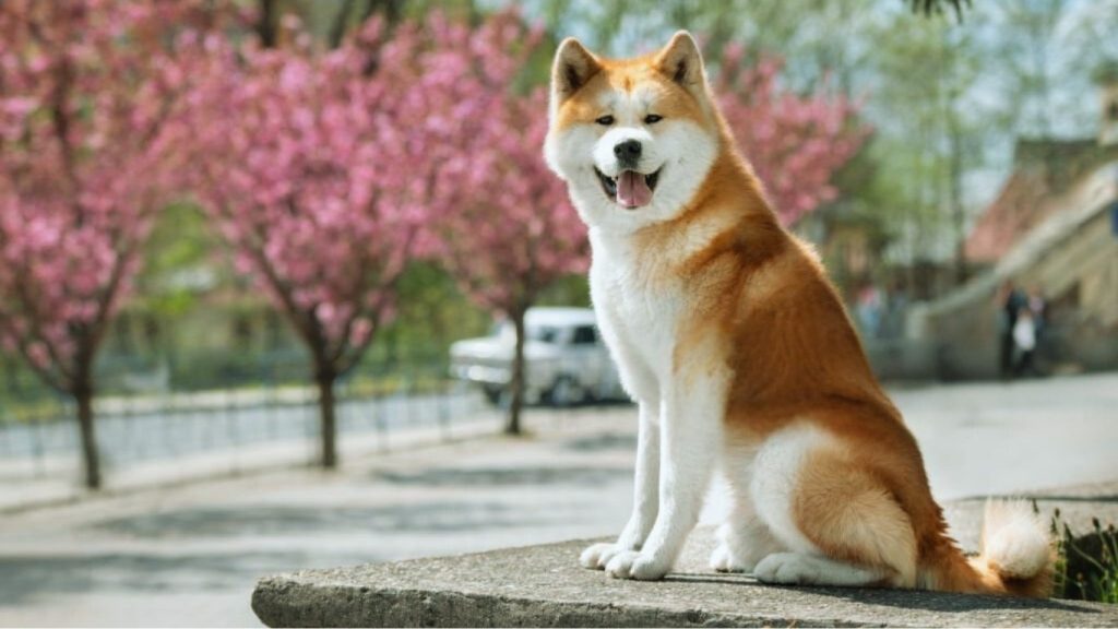 Akita dog with reddish-brown coat and white markings sitting near cherry blossoms.

