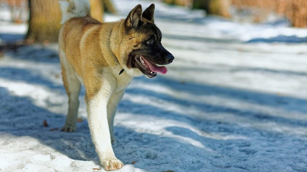 Akita dog with tan and white fur standing in a snowy landscape, wearing a dark collar.


