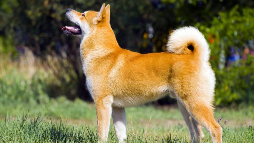 Akita dog with light-orange-red coat and white-tipped tail standing in a grassy field.

